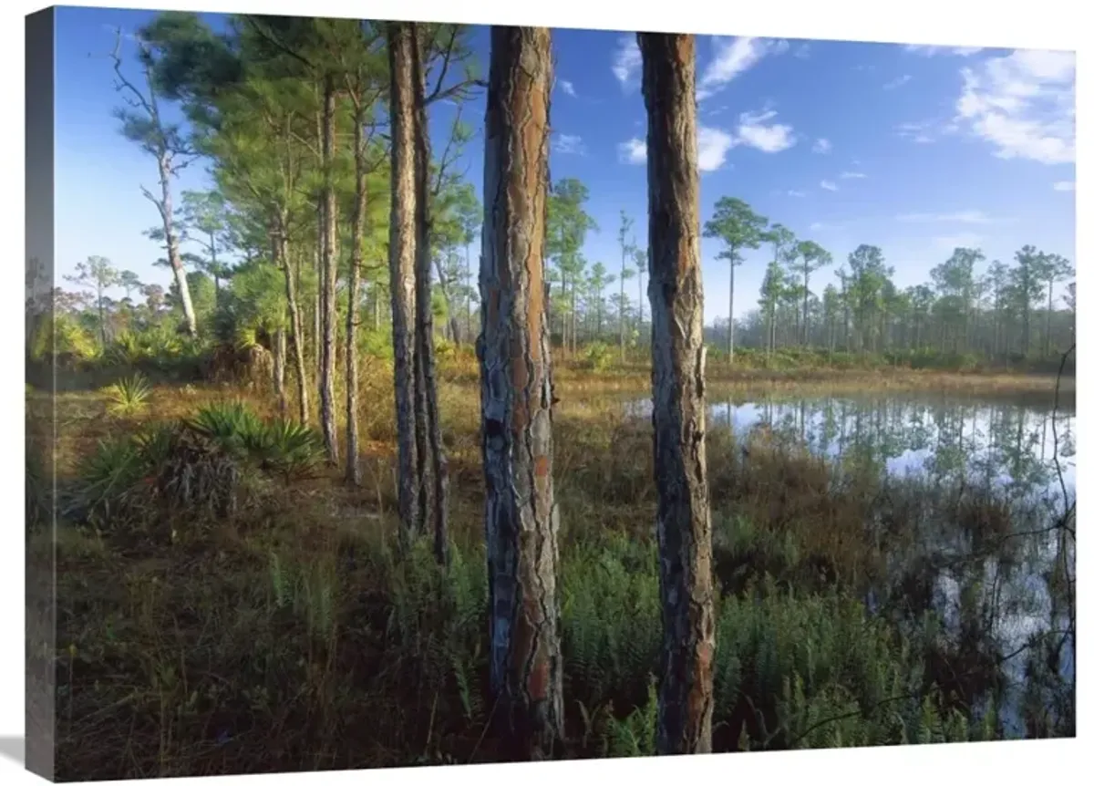 Pond near the Loxahatchee River, Jonathan Dickinson State Park, Florida-Canvas Art-32x24