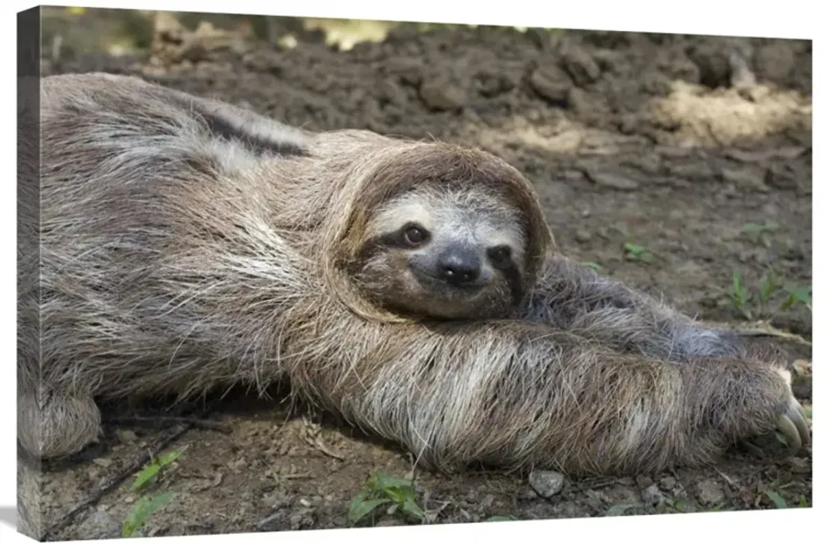 Brown-throated Three-toed Sloth male walking on forest floor, Aviarios Sloth Sanctuary, Costa Rica-Canvas Art-30x20