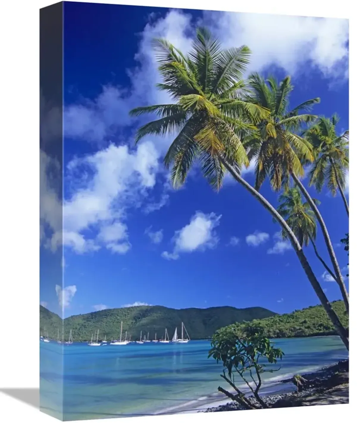 Palm trees at Maho Bay, Virgin Islands-Canvas Art-12x16