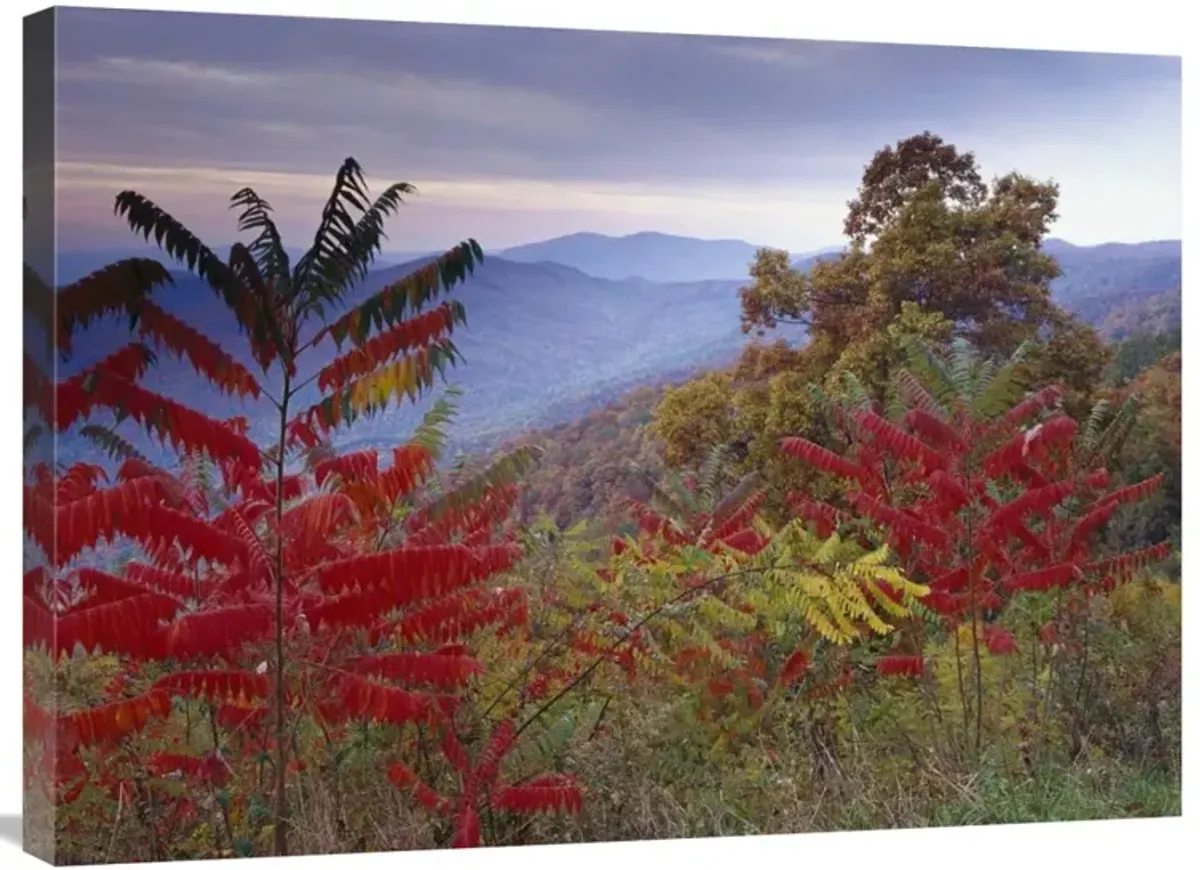 Staghorn Sumac in autumn, Blue Ridge Mountain Range, Virginia-Canvas Art-32x24
