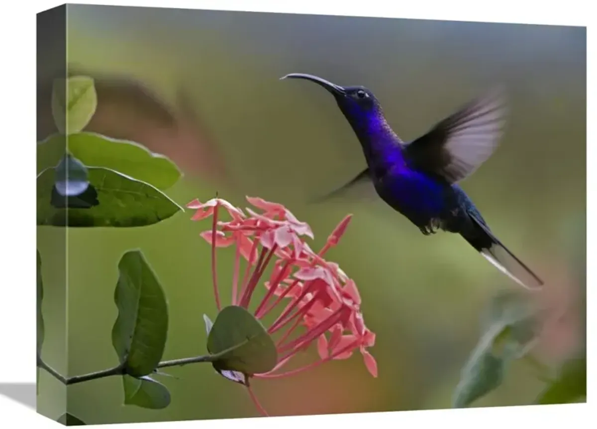 Violet Sabre-wing male hummingbird feeding at flower, Costa Rica-Canvas Art-16x12