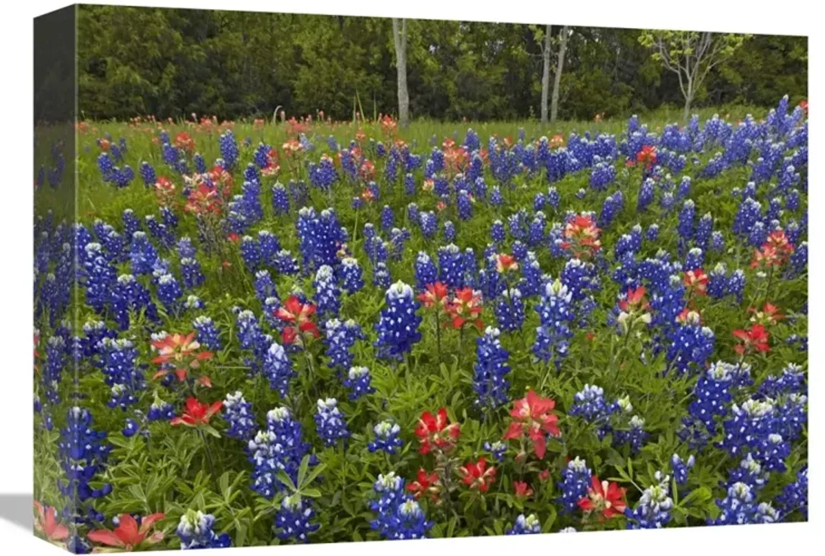 Bluebonnet and Paintbrush meadow, Cedar Hill State Park, Texas-Canvas Art-16x12