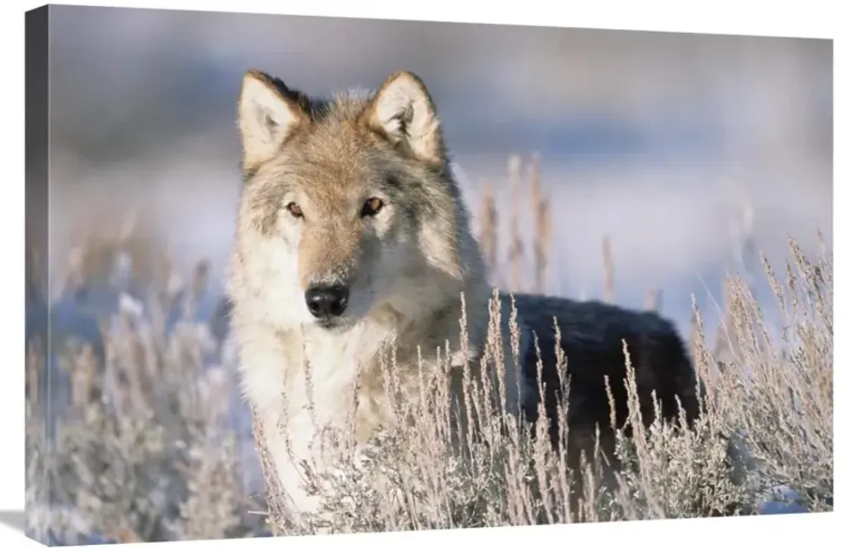 Timber Wolf portrait, North America-Canvas Art-30x20