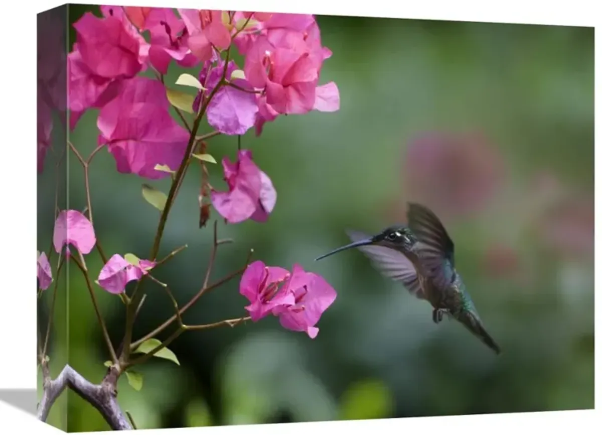 Magnificent Hummingbird female feeding at flower, Costa Rica-Canvas Art-16x12