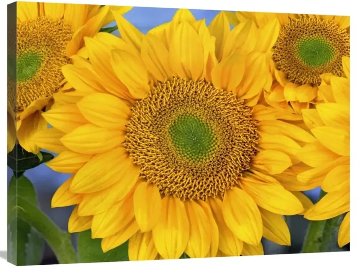 Common Sunflower group showing symmetrical seed heads, North America-Canvas Art-32x24