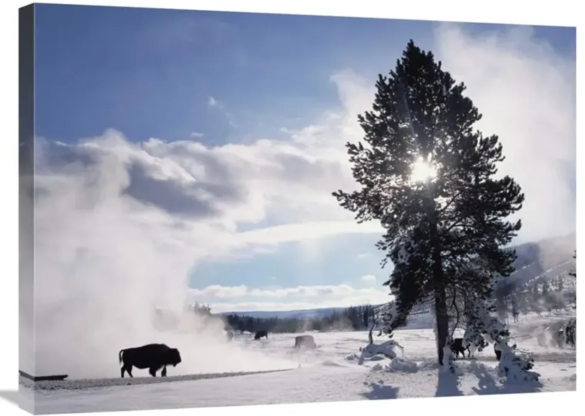 American Bison in winter, Yellowstone National Park, Wyoming-Canvas Art-32x24