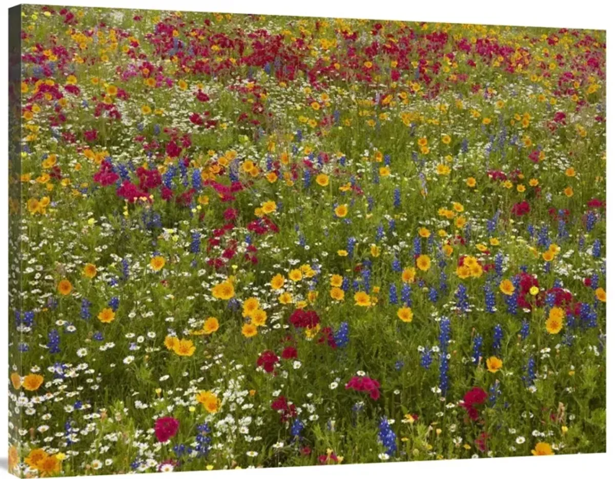 Drummonds Phlox near Westhoff, Texas-Canvas Art-40x30