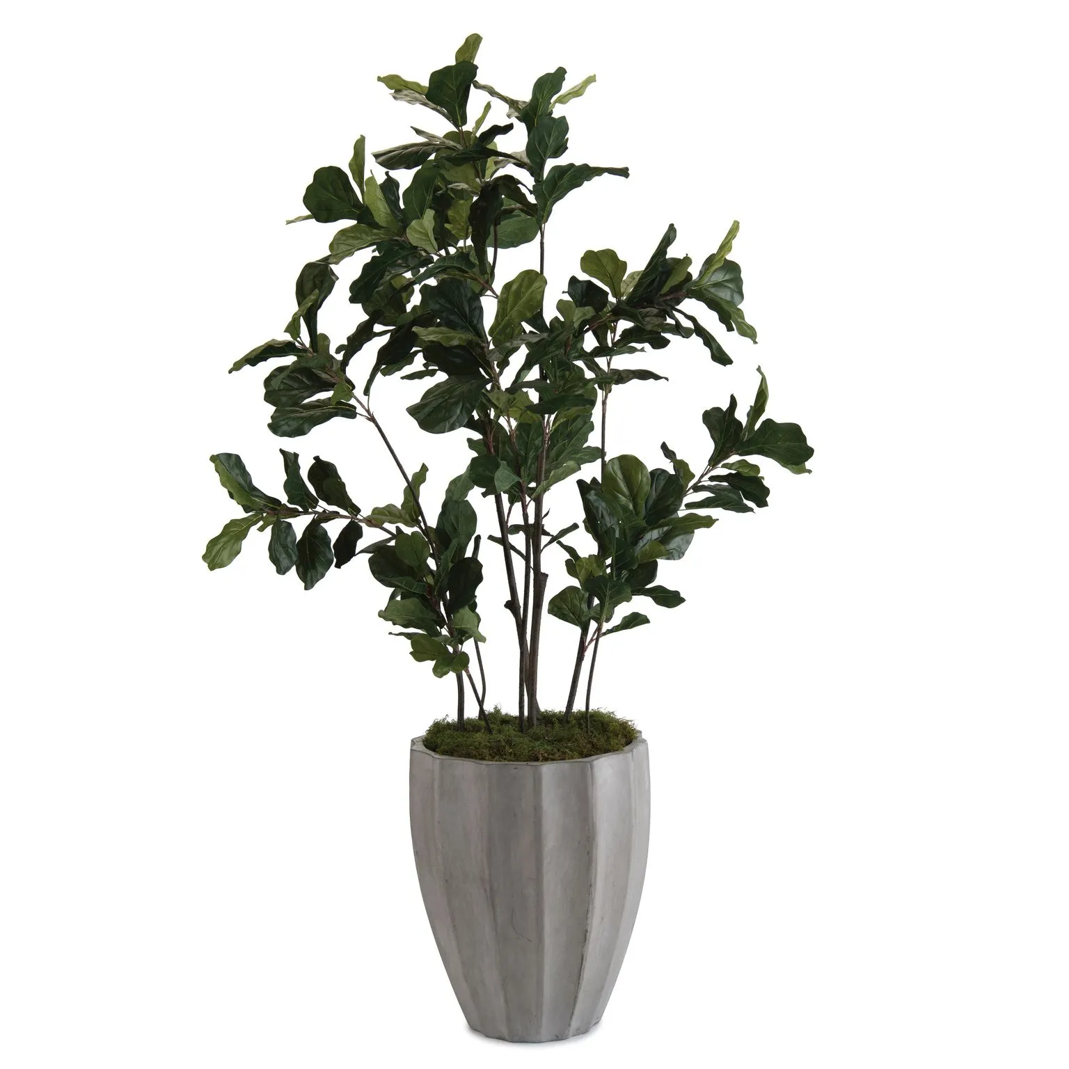 Fiddle Elaf Fig 1