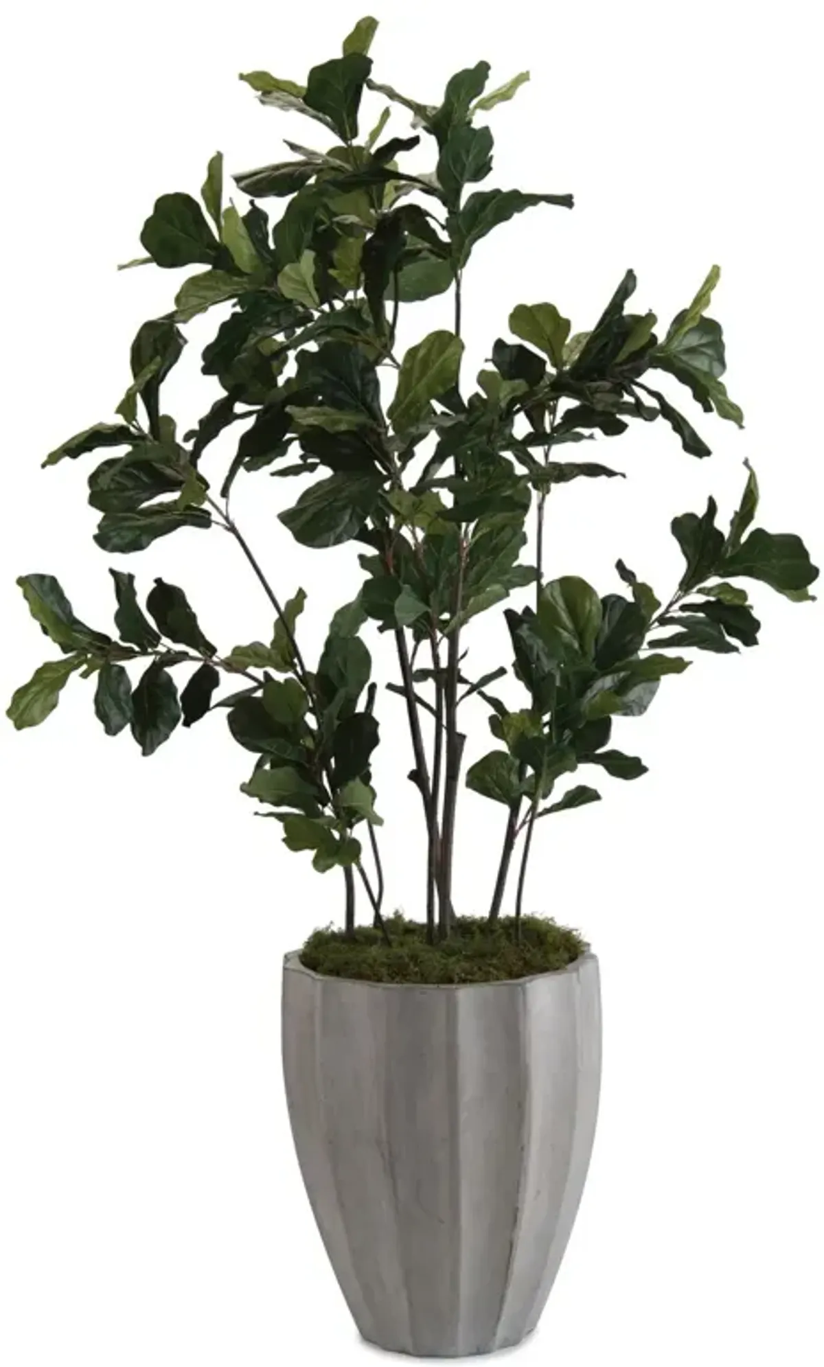 Fiddle Elaf Fig 1