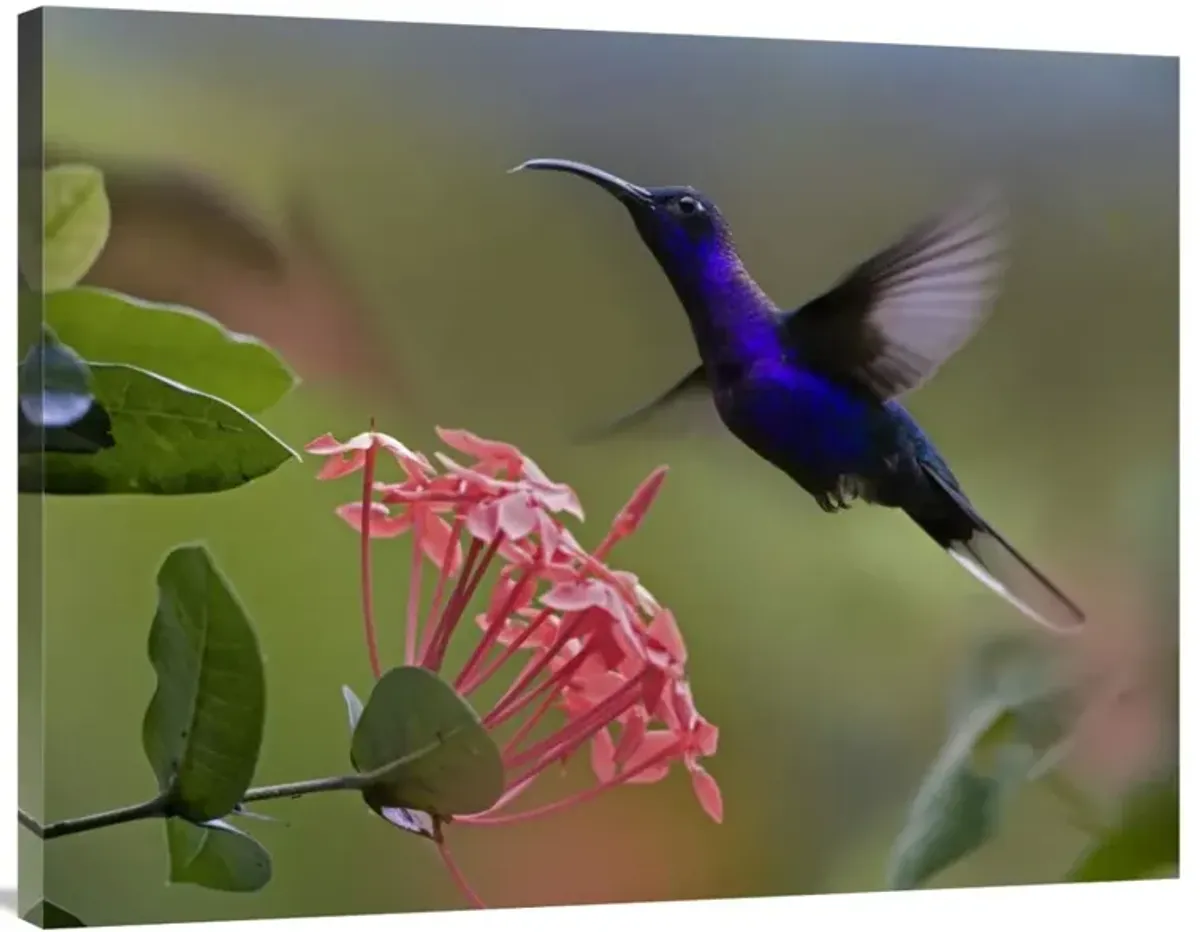 Violet Sabre-wing male hummingbird feeding at flower, Costa Rica-Canvas Art-40x30