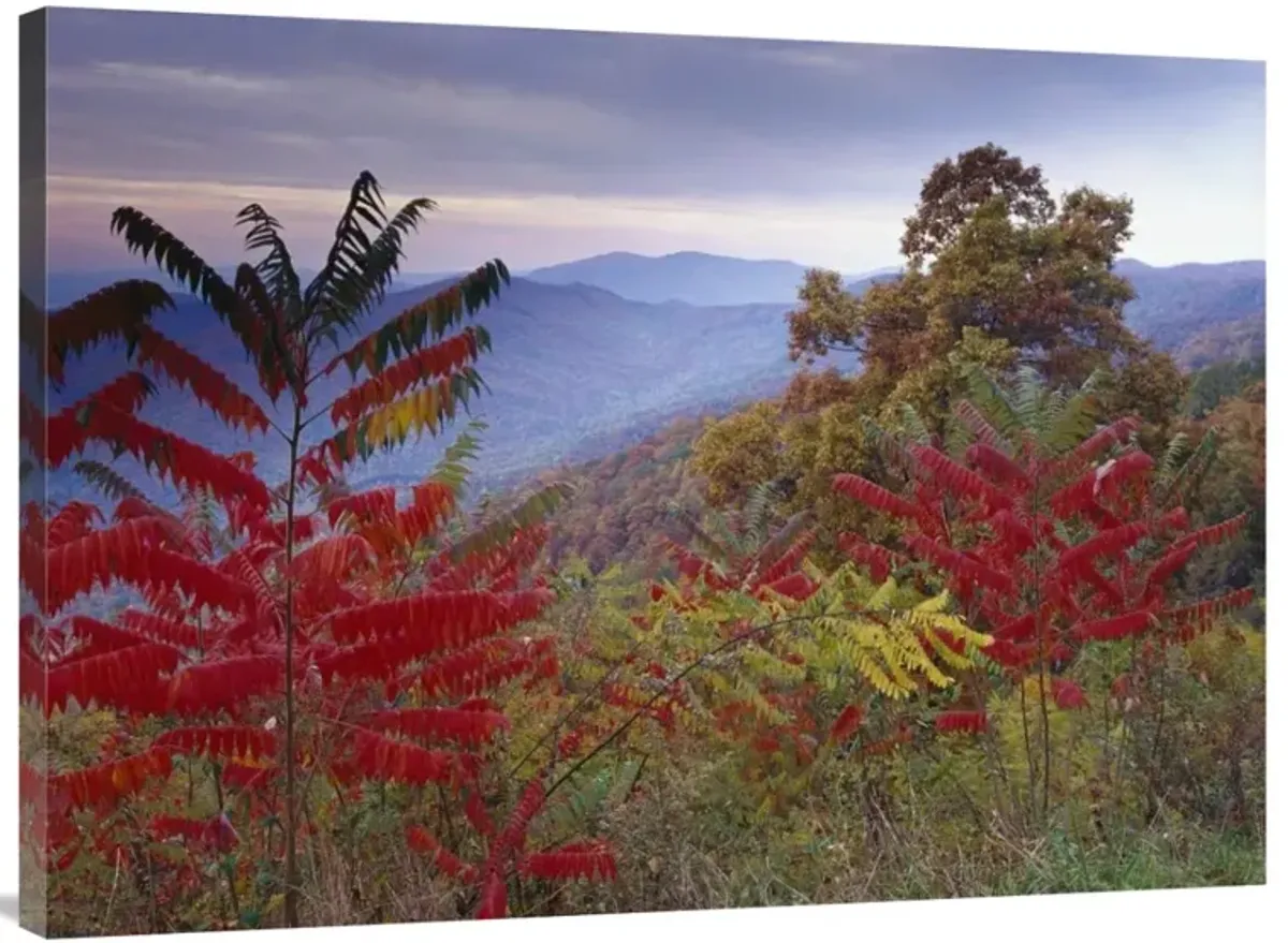 Staghorn Sumac in autumn, Blue Ridge Mountain Range, Virginia-Canvas Art-40x30