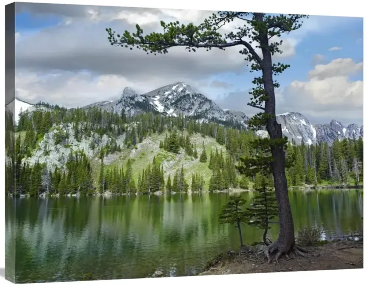 Pine trees reflected in Fairy Lake, Montana-Canvas Art-32x24