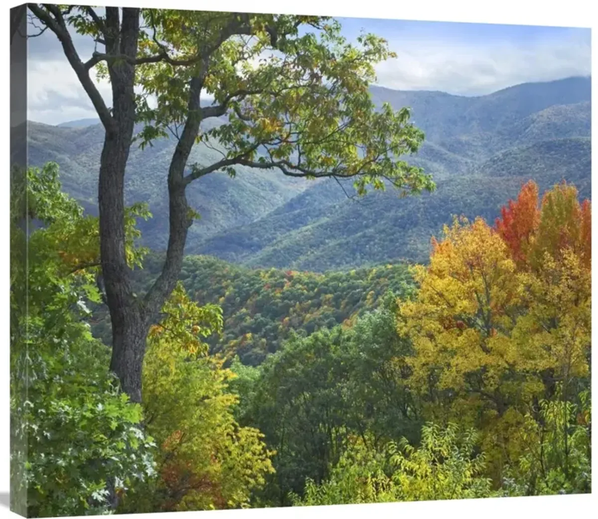 Deciduous forest in autumn, Blue Ridge Parkway, North Carolina-Canvas Art-30x26.4