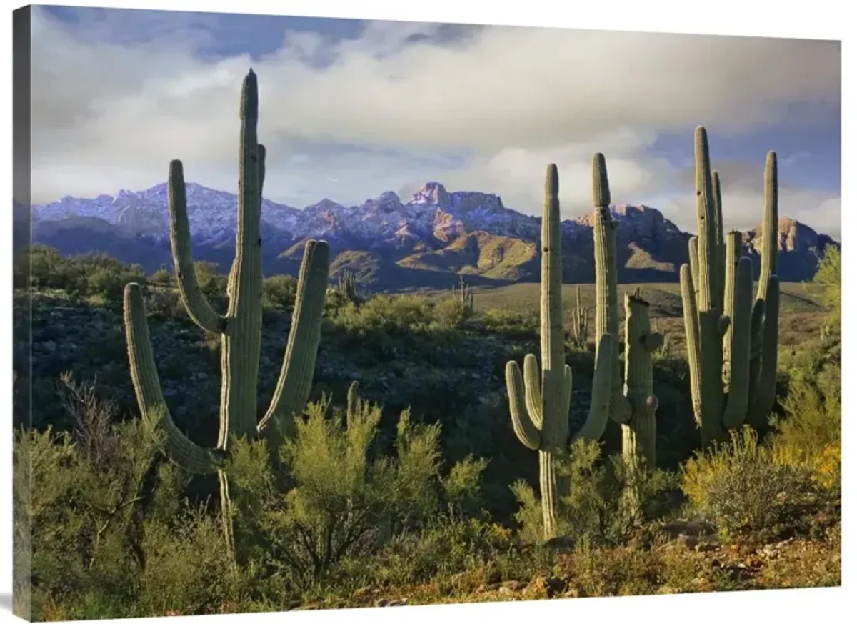 Saguaro cacti and Santa Catalina Mountains, Arizona-Canvas Art-40x30