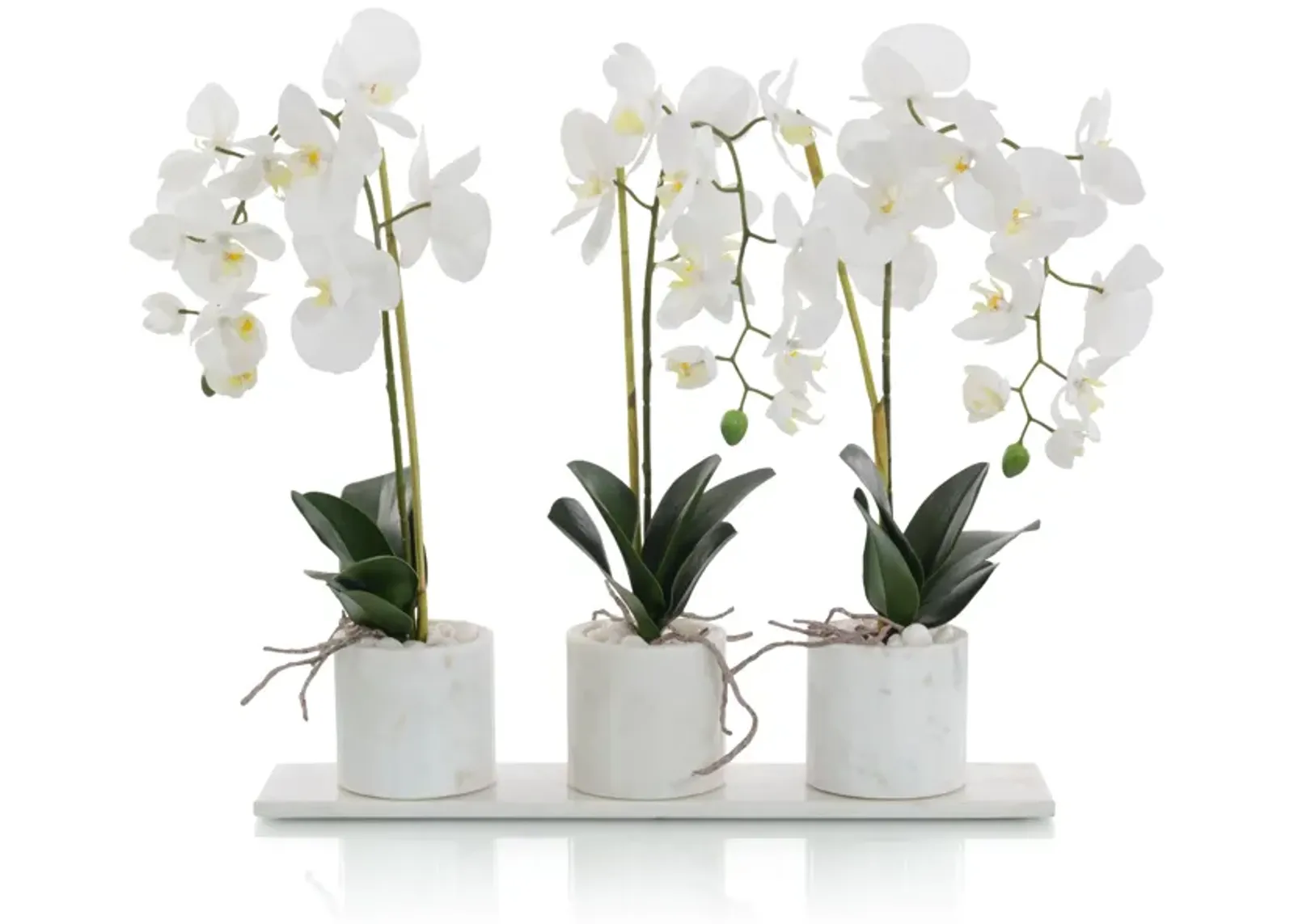 Marble Orchids