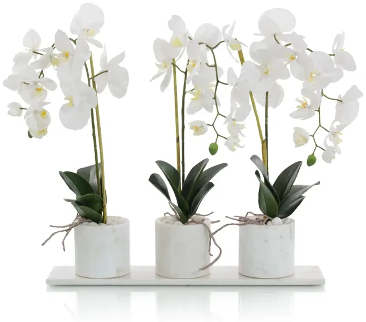 Marble Orchids