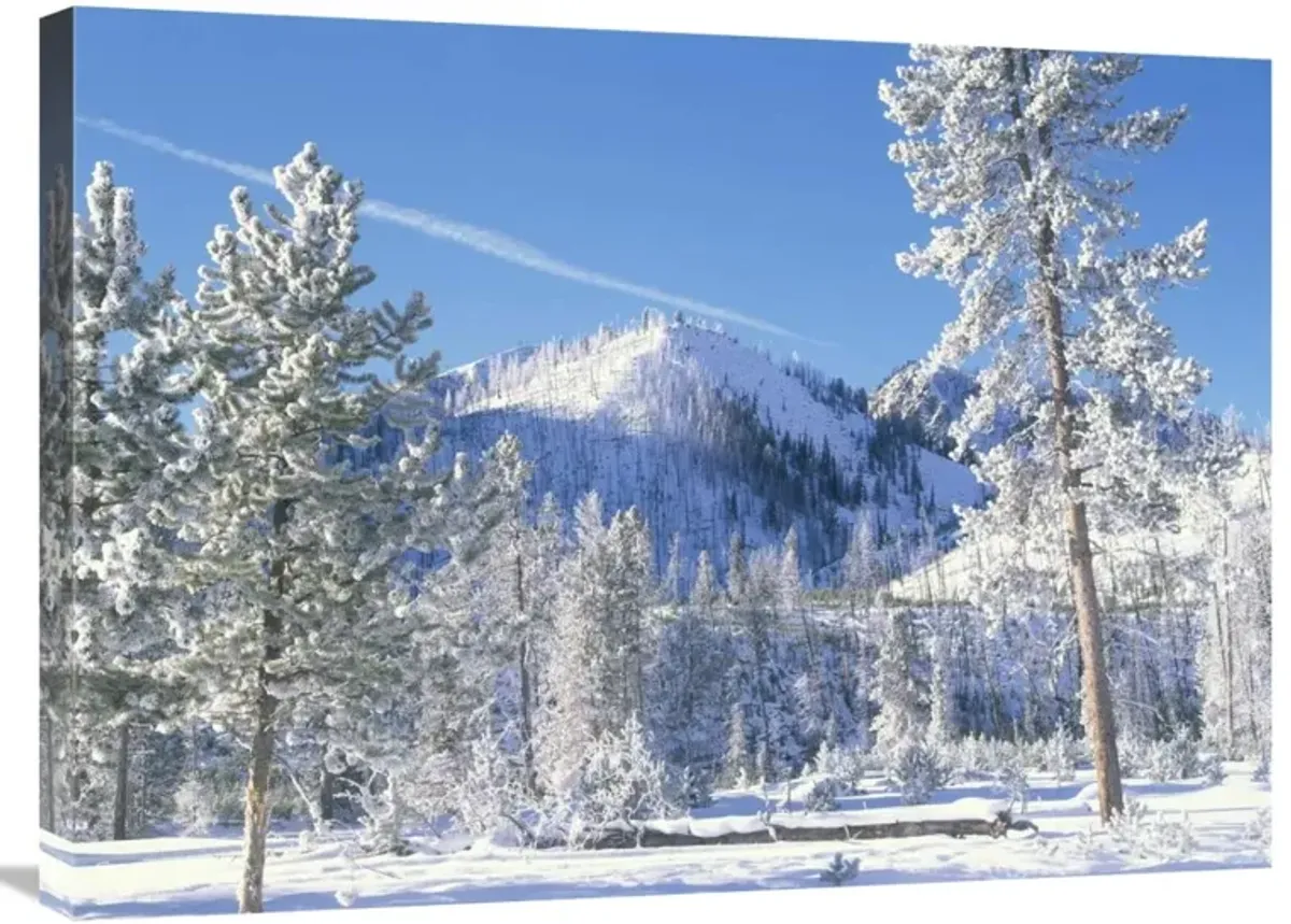 Pine trees covered with snow in winter, Yellowstone National Park, Wyoming-Canvas Art-32x24