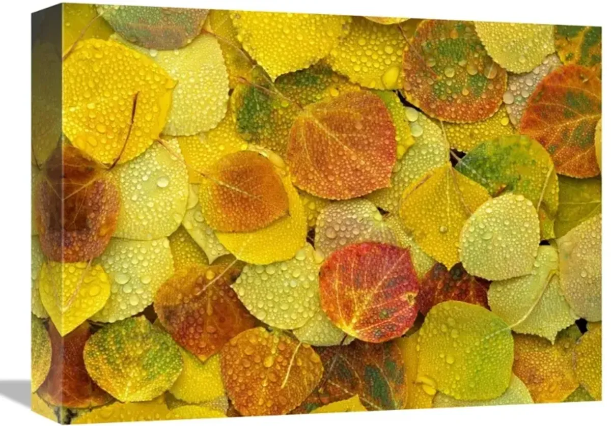 Fallen autumn colored Aspen leaves on the ground covered in dew droplets, Colorado-Canvas Art-16x12