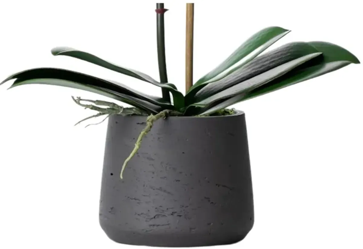 Faux Potted Orchid Plant - White Orchid- 21"