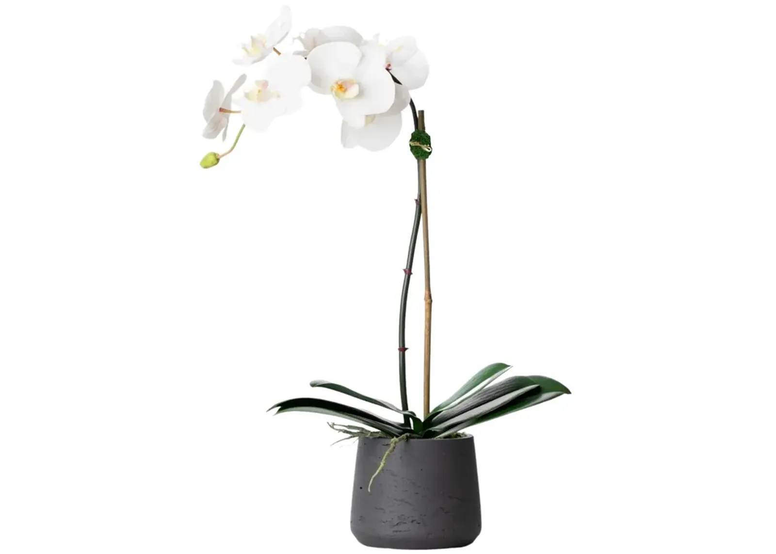 Faux Potted Orchid Plant - White Orchid- 21"