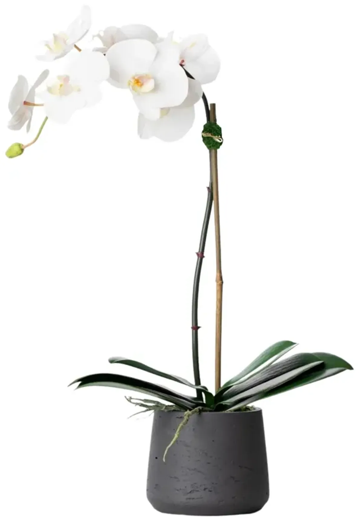 Faux Potted Orchid Plant - White Orchid- 21"