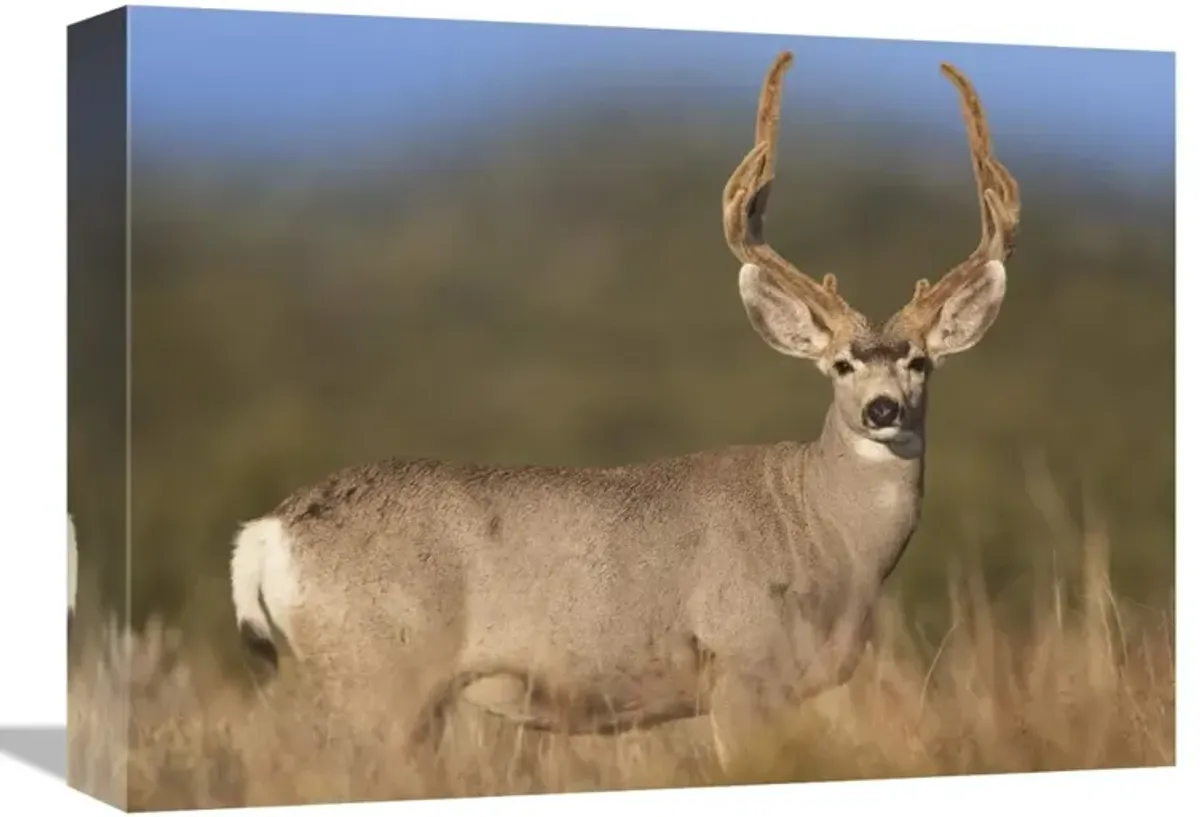 Mule Deer male in dry grass, North America-Canvas Art-16x12