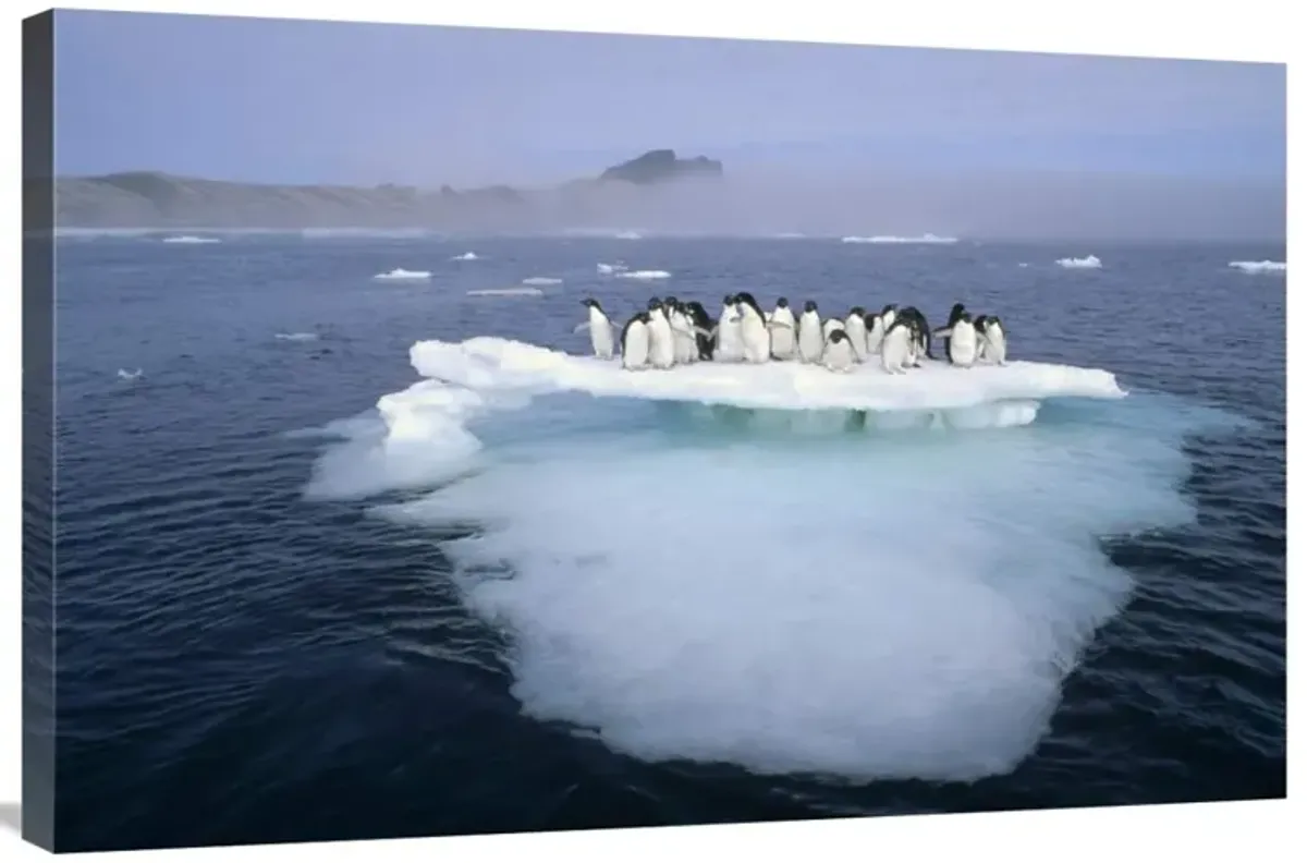 Adelie Penguin group crowding on melting summer ice floe, Possession Island, Ross Sea, Antarctica-Canvas Art-36x24