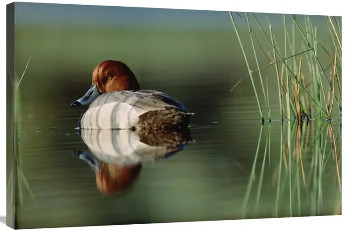 Redhead Duck male with reflection near reeds, Washington-Canvas Art-36x24