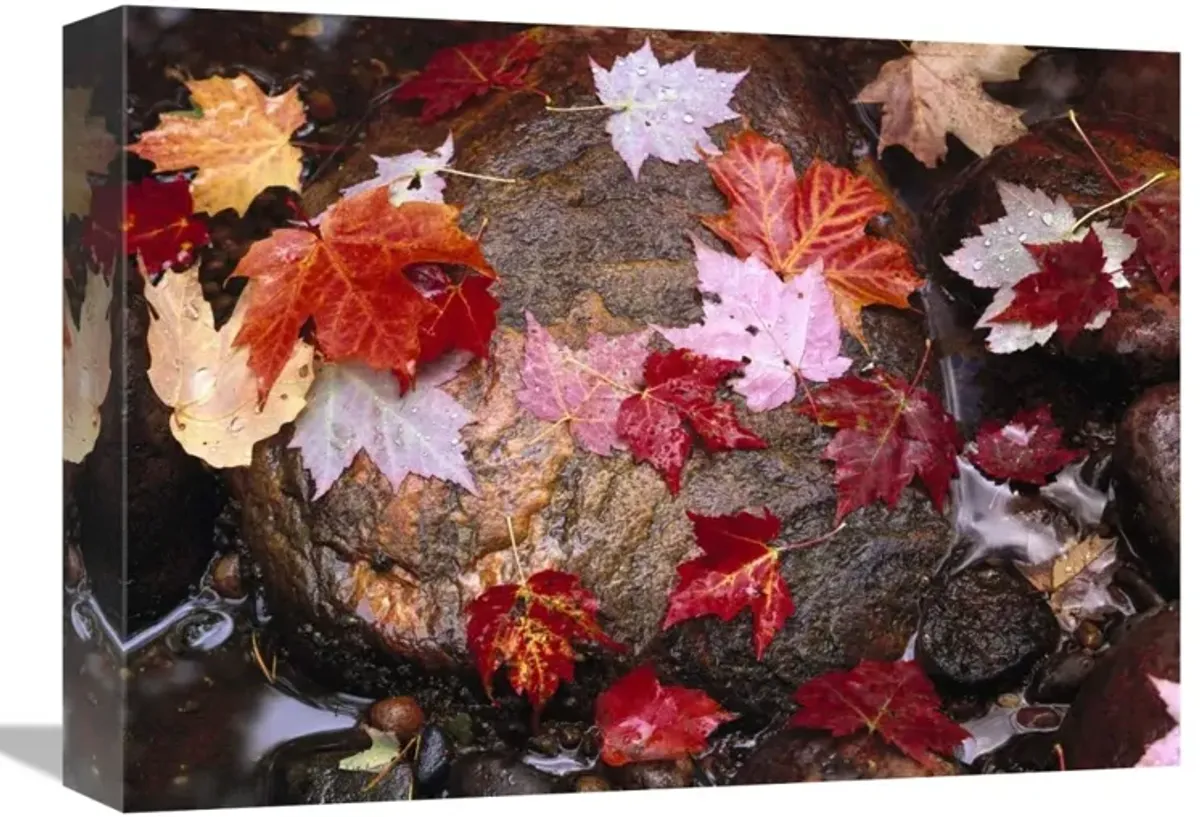 Maple leaves in Sable Creek, Pictured Rocks National Lakeshore, Michigan-Canvas Art-16x12