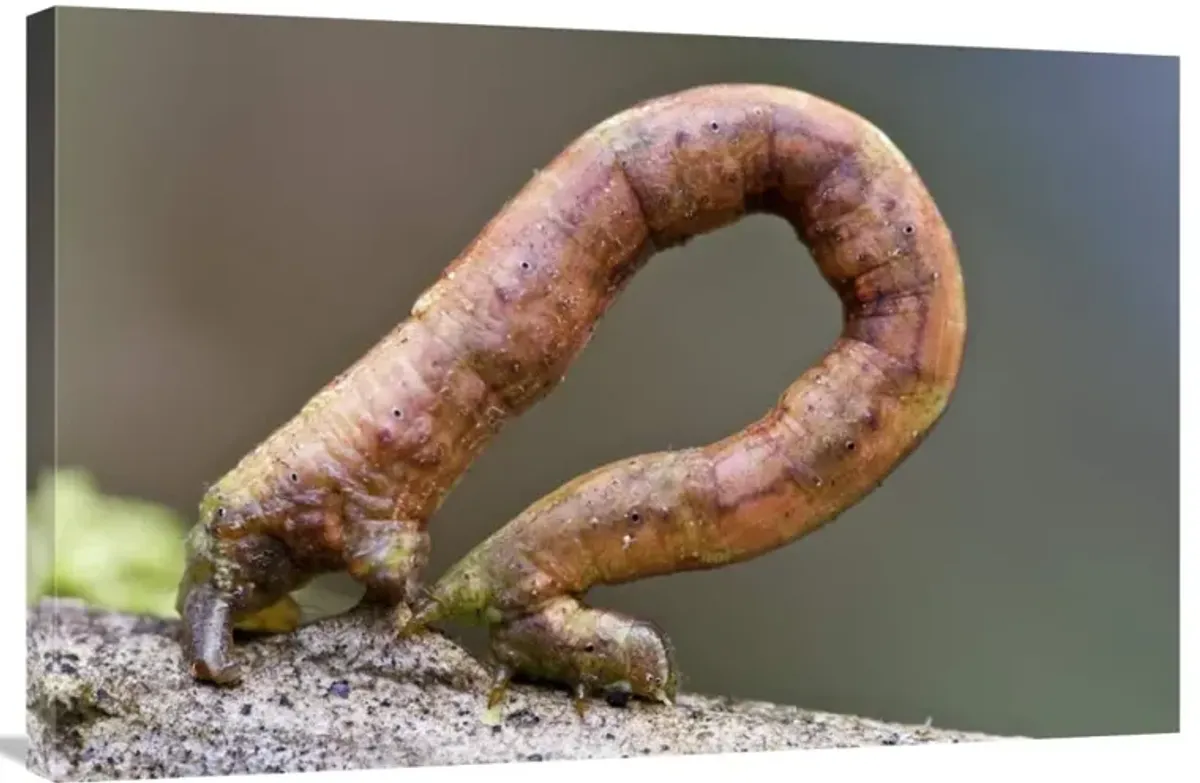 Looper Moth caterpillar crawling, Mindo, western slope of Andes, Ecuador-Canvas Art-36x24
