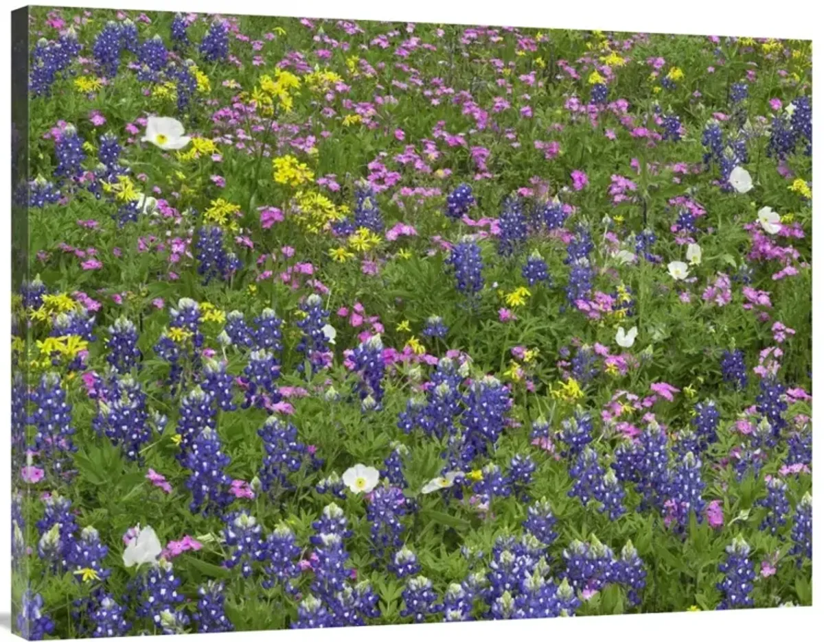 Sand Bluebonnet flowers, Hill Country, Texas-Canvas Art-40x30