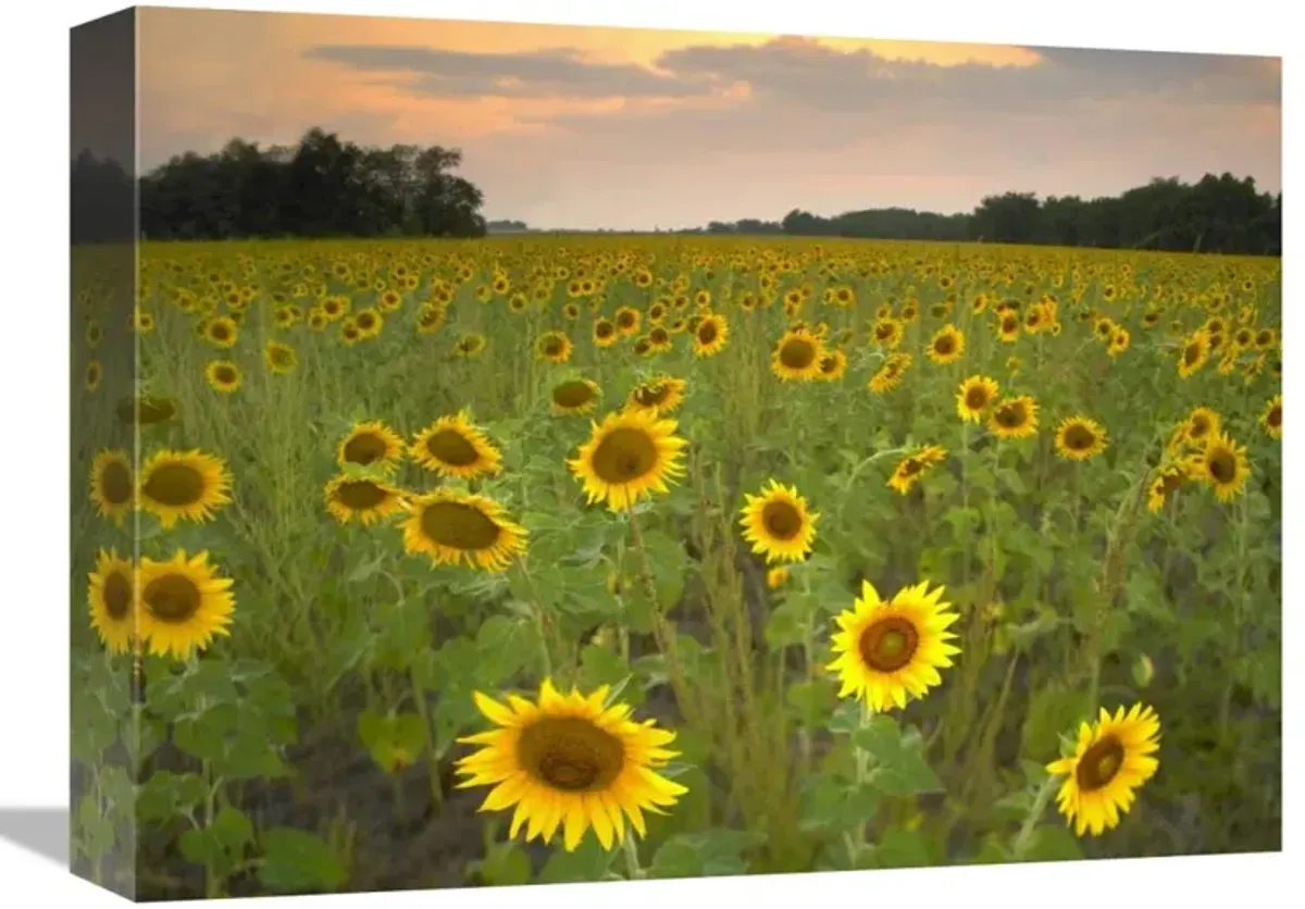 Field of sunflowers, Flint Hills National Wildlife Refuge, Kansas-Canvas Art-16x12