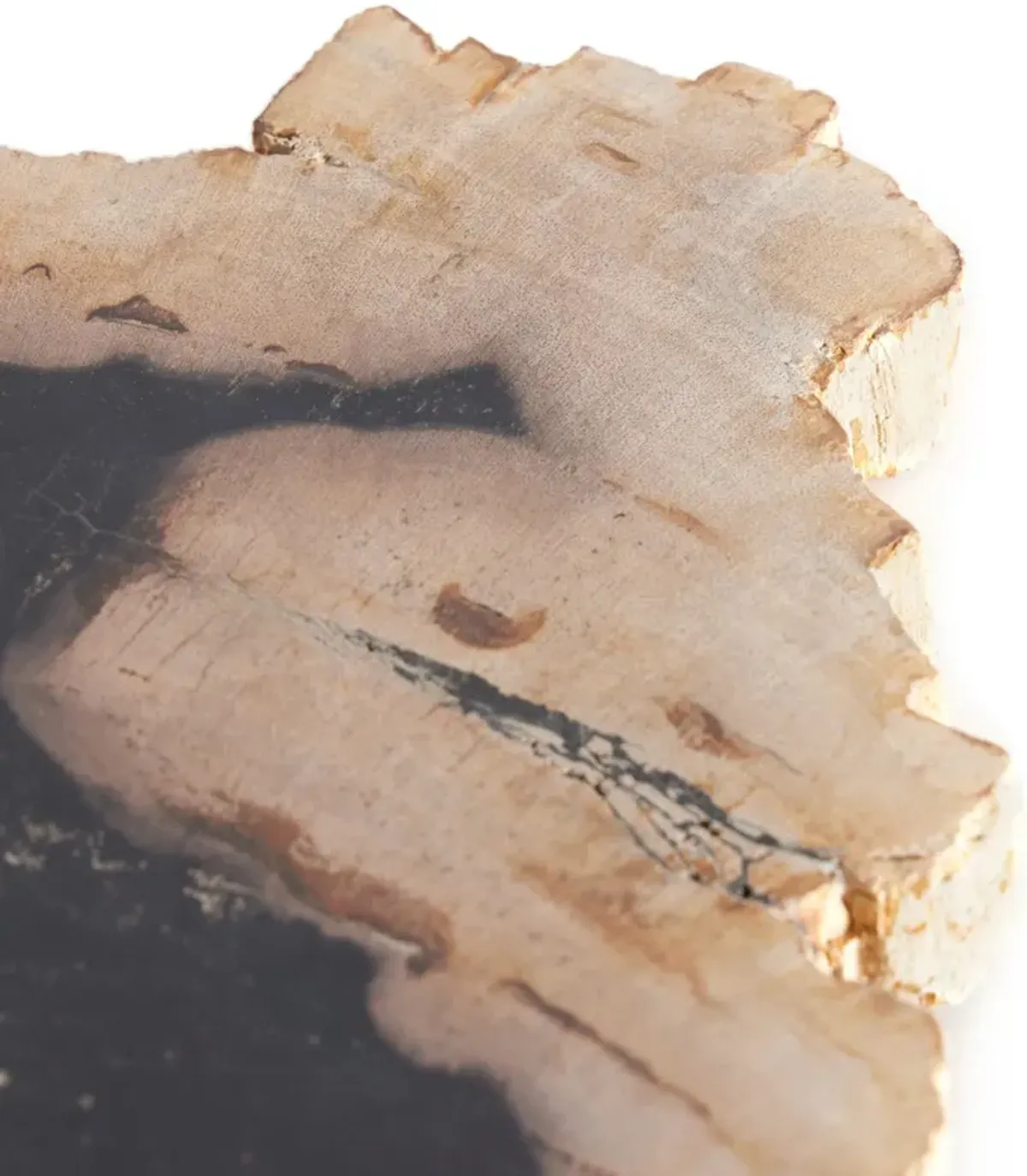 Petrified Wood Slab