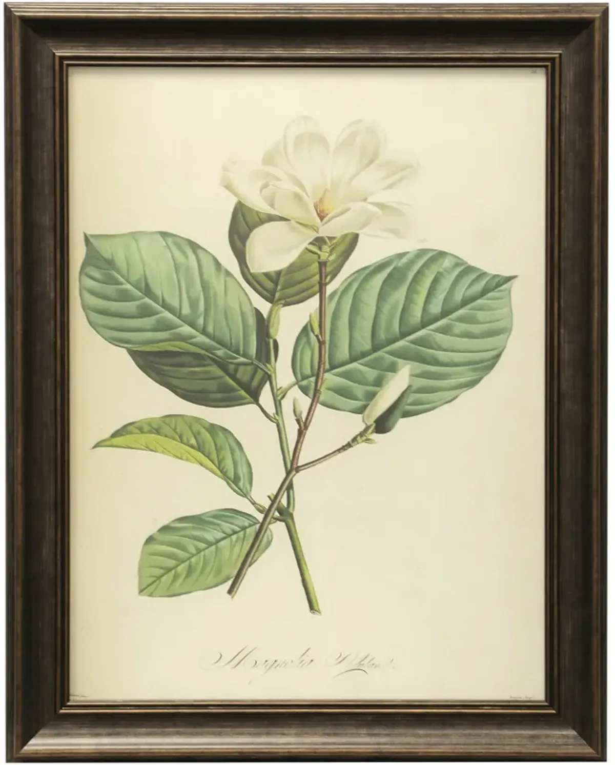 Vintage Botanical IV Framed Print