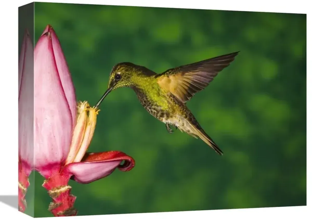 Buff-tailed Coronet hummingbird feeding on flower, Andes, Ecuador-Canvas Art-16x12