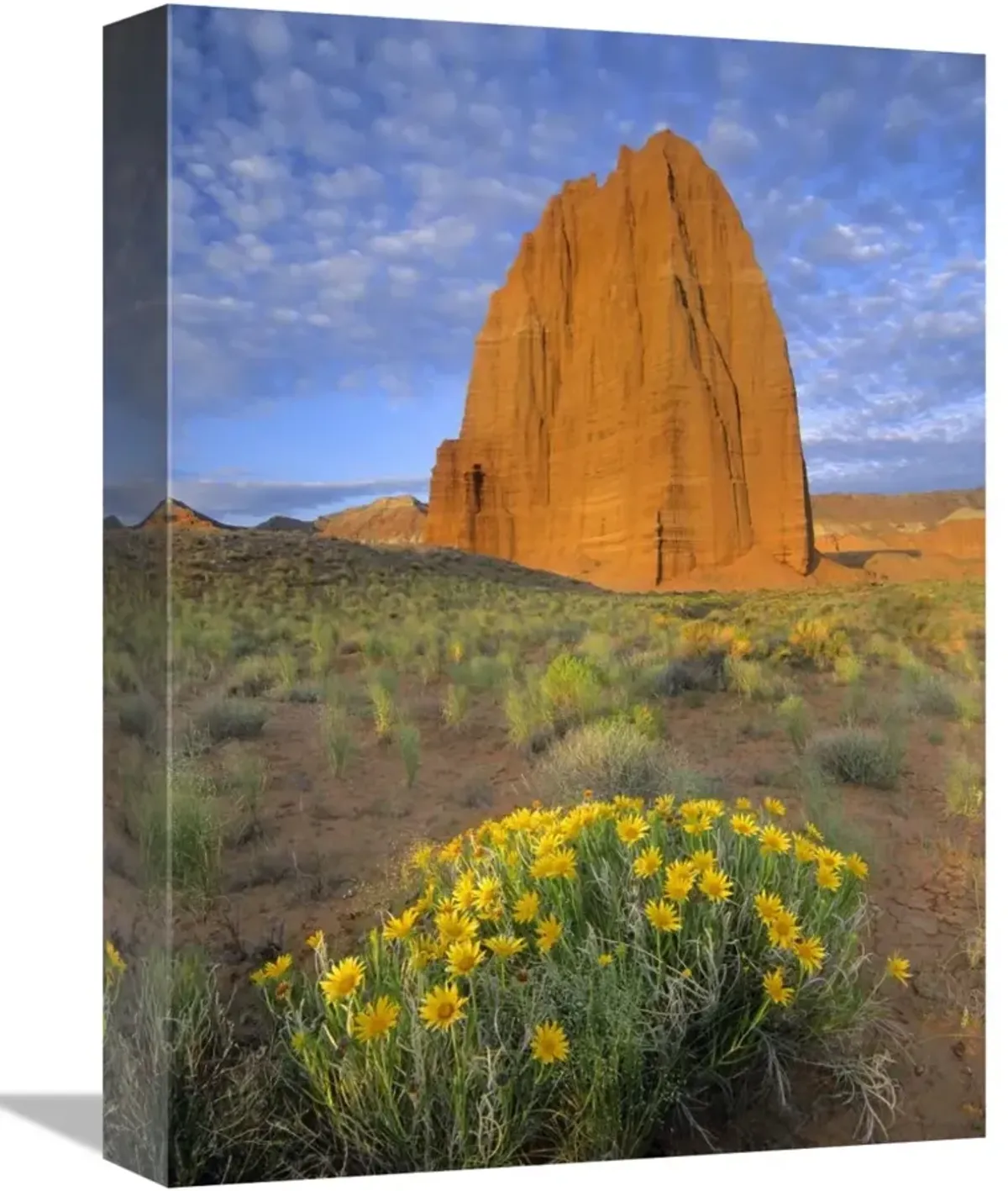Common Sunflowers and Temple of the Sun, Capitol Reef NP, Utah-Canvas Art-12x16