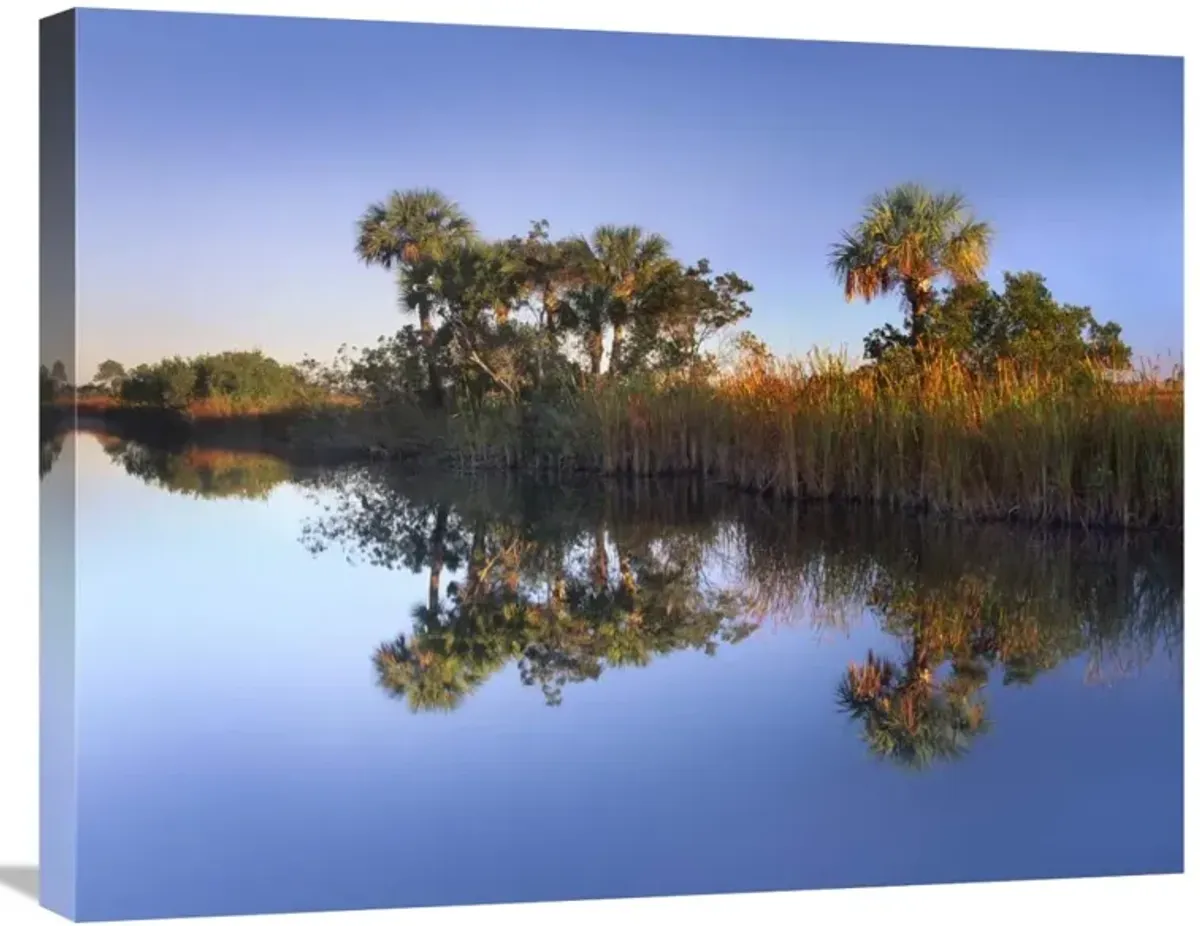 Royal Palms and reeds along waterway, Fakahatchee State Preserve, Florida-Canvas Art-28x22