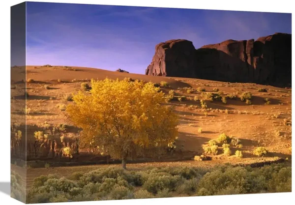 Cottonwood tree and Coyote bush with sand dunes, Monument Valley, Arizona-Canvas Art-16x12