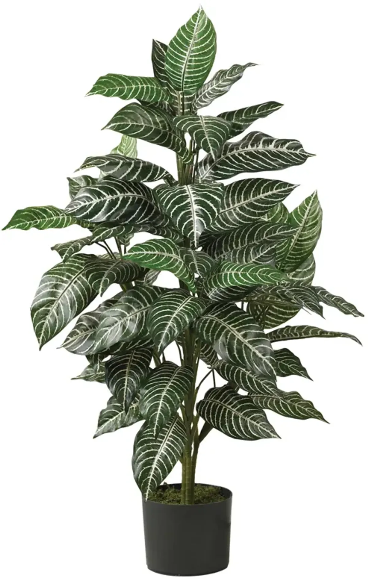 HomPlanti 3' Zebra Silk Plant