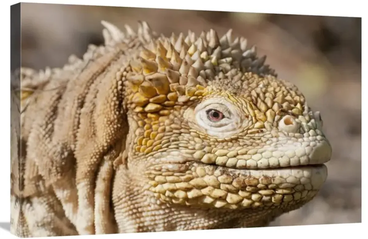 Galapagos Land Iguana portrait, Galapagos Islands, Ecuador-Canvas Art-30x20