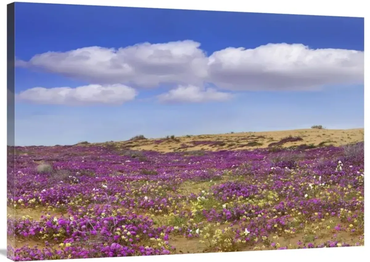 Sand Verbena carpeting the ground, Imperial Sand Dunes, California-Canvas Art-40x28.4