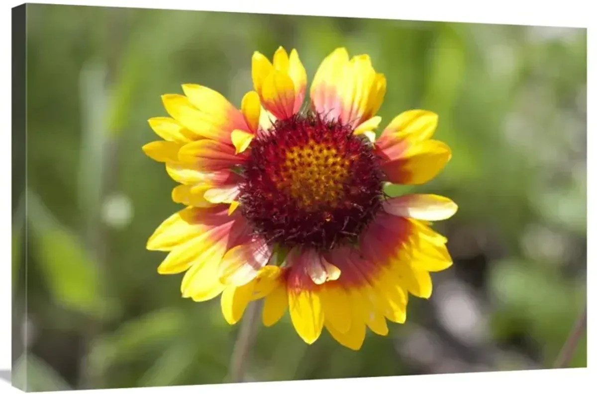Annual Coreopsis flower, Spruce Woods Provincial Park, Manitoba, Canada-Canvas Art-36x24