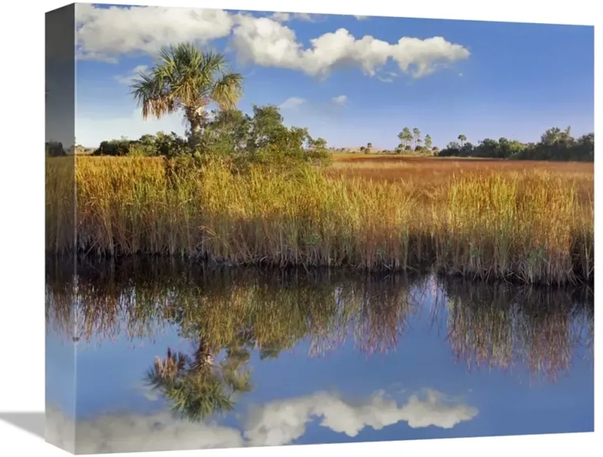 Cabbage Palm in wetland, Fakahatchee State Preserve, Florida-Canvas Art-16x13.28