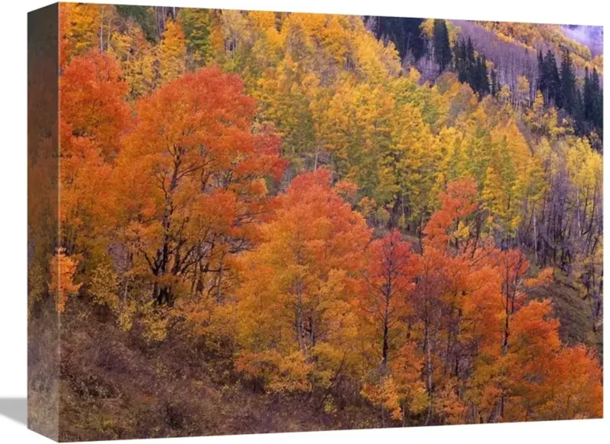 Aspen grove in fall colors, Washington Gulch, Gunnison National Forest, Colorado-Canvas Art-16x12