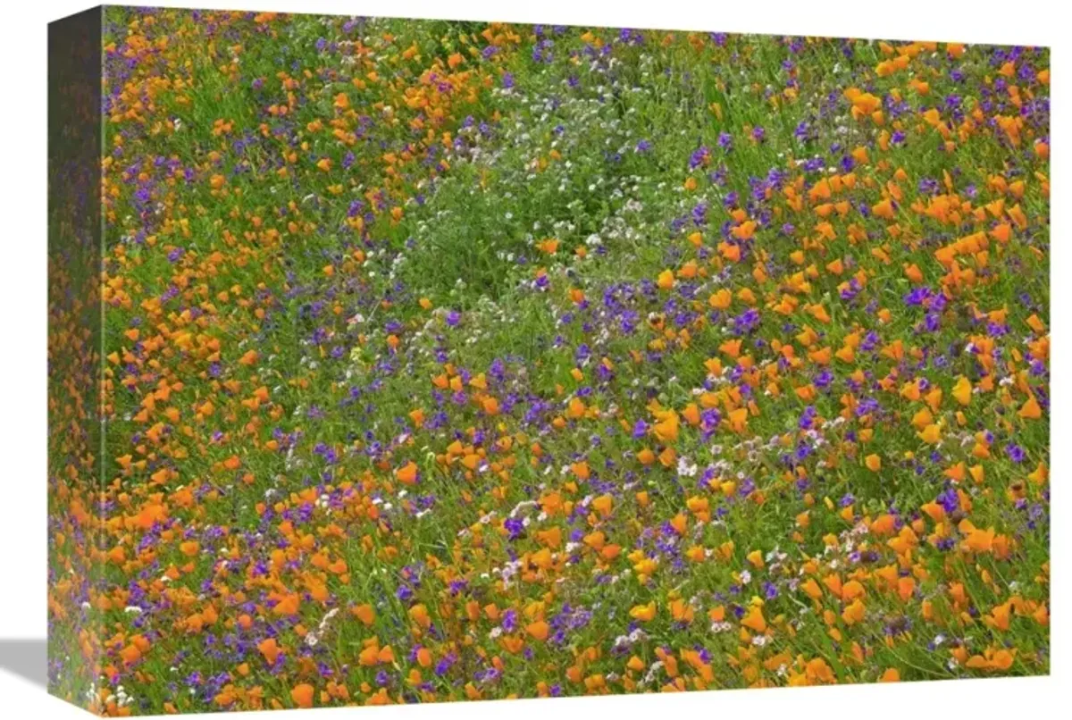 California Poppy and Desert Bluebell carpeting a spring hillside, California-Canvas Art-16x12