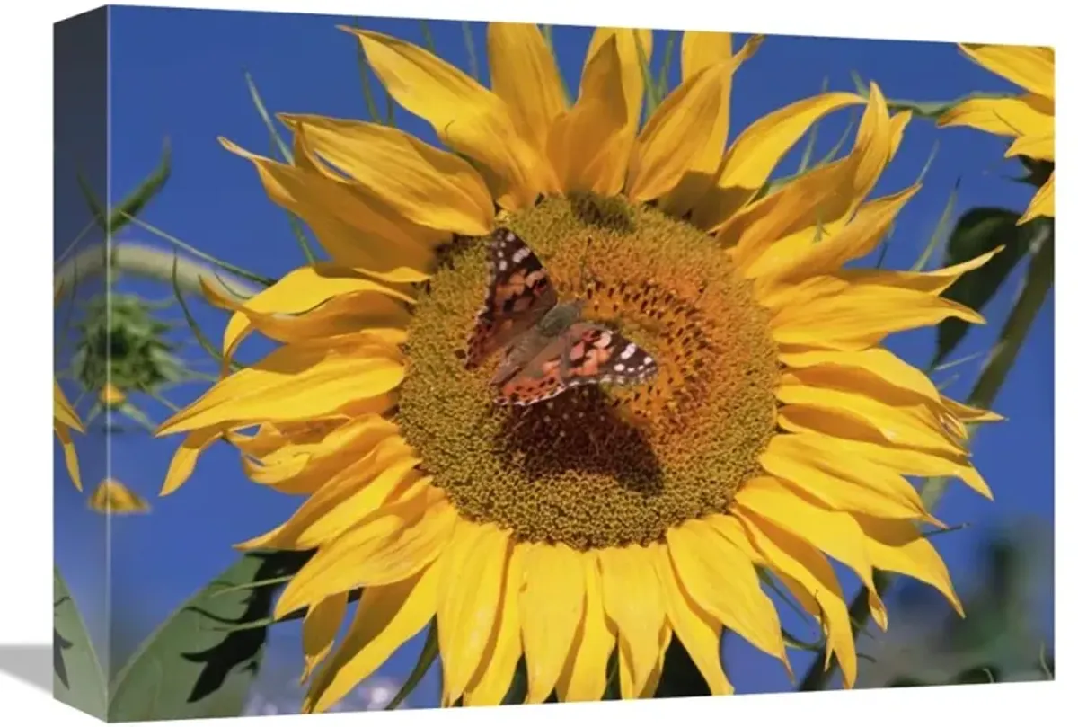 Painted Lady butterfly on sunflower, New Mexico-Canvas Art-16x12