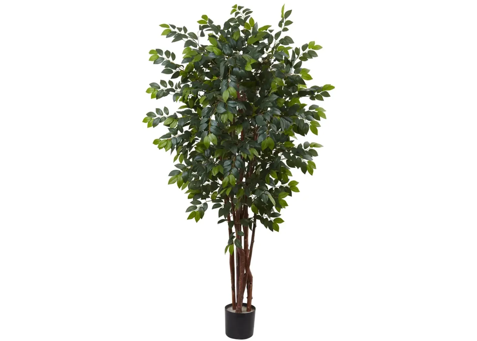 HomPlanti 7 Feet Sakaki Silk Tree