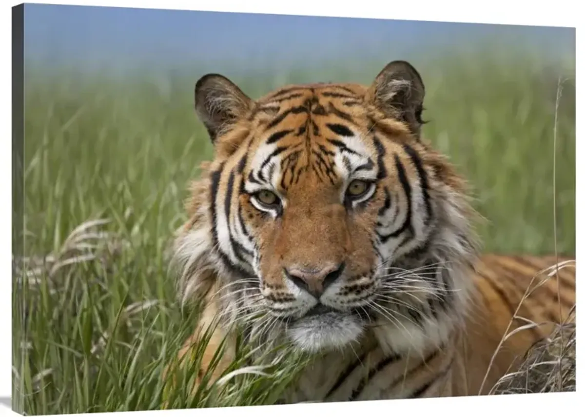 Siberian Tiger portrait, endangered, native to Siberia-Canvas Art-40x30