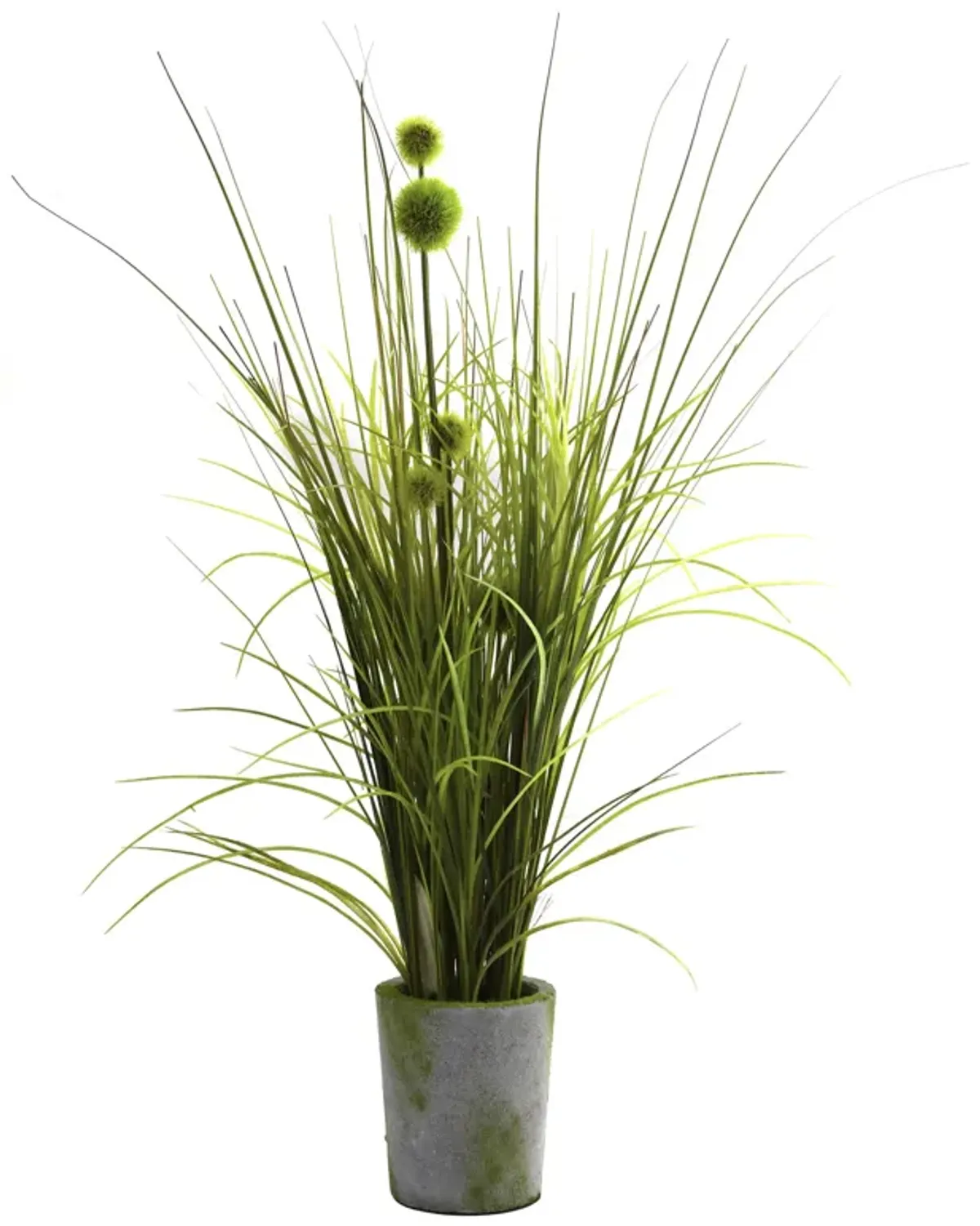 HomPlanti Grass & Dandelion w/Cement Planter