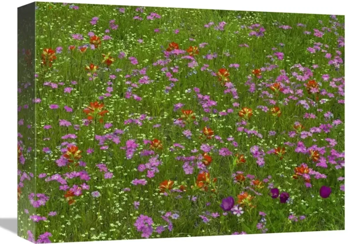 Pointed Phlox and Indian Paintbrushes in bloom, Hill Country, Texas-Canvas Art-16x12